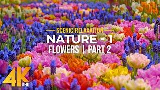 Incredible Nature in 4K UHD - Season 1; Episode 2 - Amazing FLOWERS in Bloom (nature sounds)