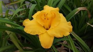 Daylily - Hemerocallis 'Condilla'