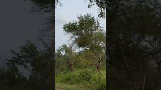 Jungles View from Car #junglesafari #jungleview #youtubeshorts #jungles #jungle #shorts #greenview