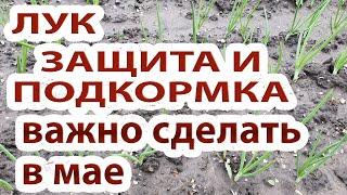 Лук.Важно сделать в мае-июне.Два простых средства: защита и подкормка.