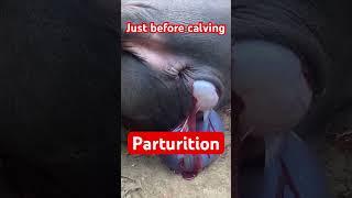 Parturition l Dr Umar Khan