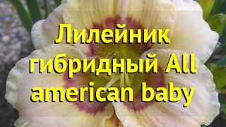 Лилейник гибридный Олл Американ Байби. Краткий обзор, описание hemerocallis All american baby