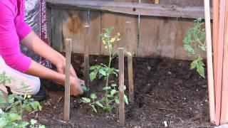 How to Stake Tomato Plants With Four Stakes & Twine : The Chef's Garden