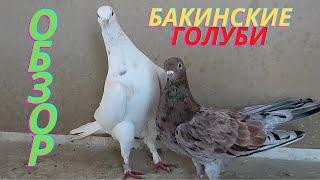 Обзор мраморных широкохвостых голубей! #marble #pigeons