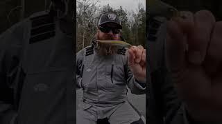 The power of a jerkbait with Matt Allen #tacticalbassin #bassfishing #fishing