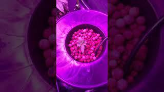 Emerald harvest nutrients chronicle vid1