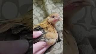 Raising the Tiniest Chicken Breed