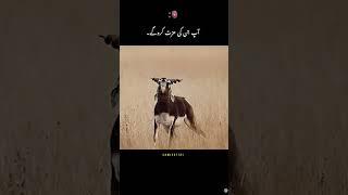 #malik #malik #muzamil