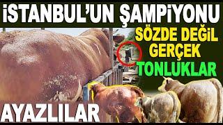 Ayazlılar Besi Çiftliği'nin 2024 Tonluk Kurbanlıkları Basküle Çıktı / Kurbanlık Fiyatları ve Tartım