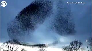 Web Extra: Beautiful Sight As Starlings Fly In Formation