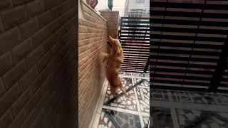 Stella vlogs | #dog #goldenretriever #love #puppies #youtubeshorts #youtube #cute #play #song #dance