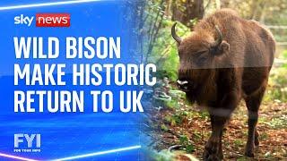 Wild bison make historic return to the UK