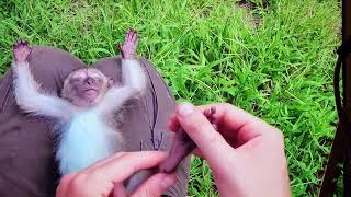 Cute Baby Monkey