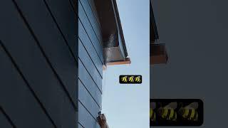 Big wasp nest vs Raid