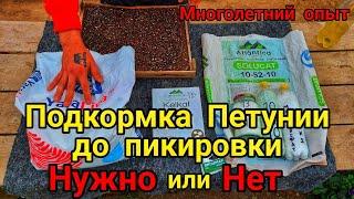 Чем подкормить Петунию до пикировки. ЭТО ПРОСТО БОМБА для любых культур ЦВЕТЫ, ПОМИДОРЫ, ОГУРЦЫ и тд