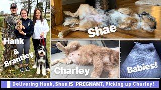 Busy Saturday Morning For a Doodle Breeder | Goldendoodles | Bernedoodles | Aussiedoodles