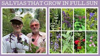 16 brilliant Salvias that grow in full sun!