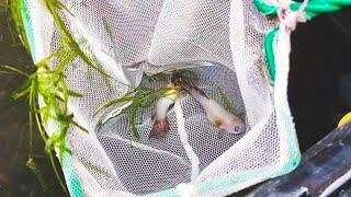 I  Was Saving a Lot of Baby Guppies And This Is What I Discovered