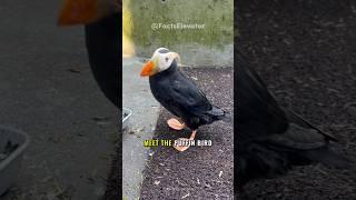 Puffin Bird Can Swim Like Fish