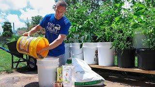 How to Grow a CONTAINER Garden, CHEAP and EASY Patio Gardening