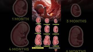 Baby’s Growth Inside the Belly – Week by Week