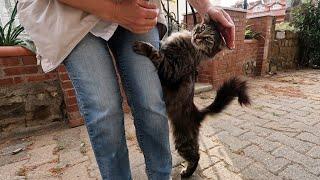 Fluffy tabby cat hugs my leg and wants to be petted