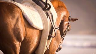 Vaulting - Surfing waves on horses - by Raphael Macek