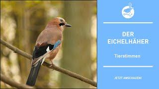 Vogelstimmen: Der Eichelhäher