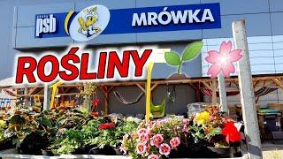 Mrówka- Rośliny ogrodowe, balkonowe, domowe. Mrówka PSB, rośliny w Mrówce.