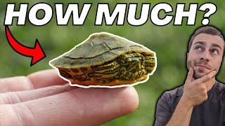 How Much Should You Feed Pet Turtles?