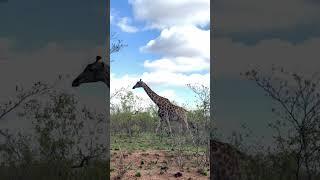 Safari at Kruger National Park, S Africa #travel #africa #krugernationalpark #animals