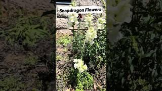 Flowerbed Beauty #gardening #flowerbed #perennials #seedsofgrowthinc