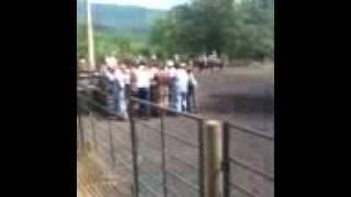 Steer wresyling