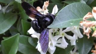 Xylocopa violacea