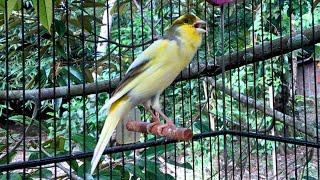 A Special Canary to Seduce All The Canaries - The Belgian Singing Canary