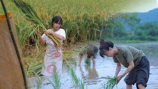 Full Moon, Fragrance of Ripe Rice, Farmers Busy Harvesting Crops | Liziqi Channel