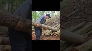 How I Built a Log Cabin Under a Cedar Tree, Survived Wild Boars #logcabin #ecocabin #survival #camp