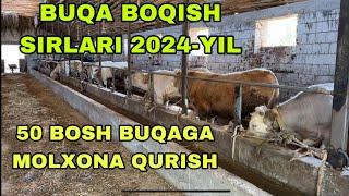 BUQA BOQIB QANCHA DAROMAD QILSA BO’LADI