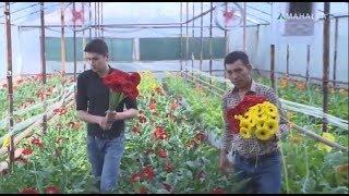 Toshkent viloyati aholisi tomorqalaridan unumli foydalanayaptimi | Tomorqam - xazinam [30.05.2018]