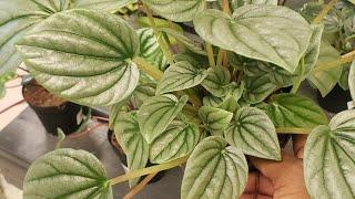 Plant Shopping | VLOG #shopping  #plants #vlog