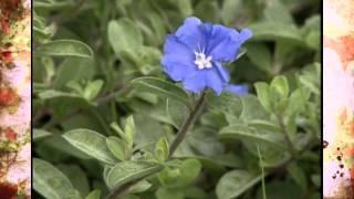 Colorful Border Plants