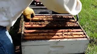 how to balance hives