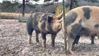 3 Berkshire and Berkshire/Duroc cross boars trying to breed a gilt pig