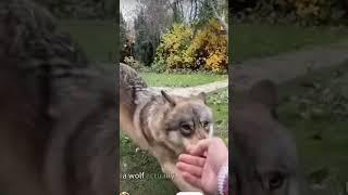 WHO DO I BELIEVE?! Creds: earthsmotive and Perpersanimal