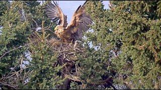 Smola Kuli White-tailed Eagle Cam ~ Eagle Defends Nest From Banded WTE Intruder! Pan Out View 4.6.20