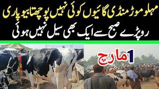 Today Malumor Mandi Jhang Rates Update | Cows Fresh Rates Update | Cow Mandi