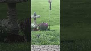 Bird watching