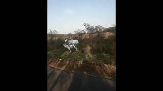 #zebra mating                              [All nature's creatures join to express nature's purpose]