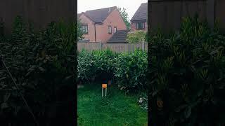 Mr Magpie