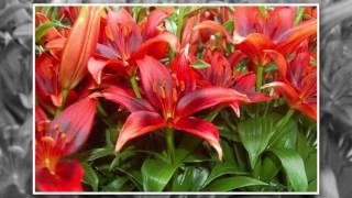 Where and How to Grow Lilies